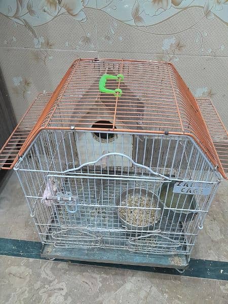 cage or australian pair for sale 3