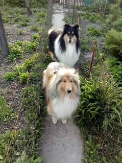 rough collie puppy available extremely high quality