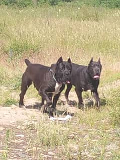 adult pair of cane carso