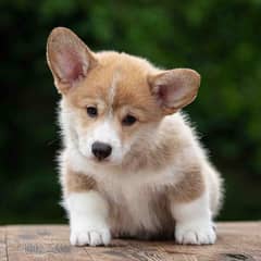 Welsh corgi puppy available