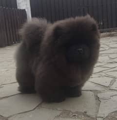 fci pedigree chow chow puppy