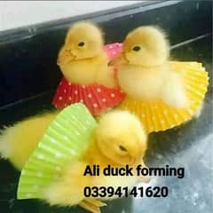 duck chix بطخ کے چوزے دستیاب