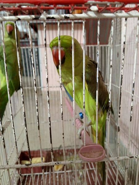 green neck Parrots 4