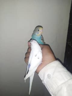 Fully tamed Australian Budgies parrots good quality breeders