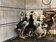 O king shamo chicks for sale white/black