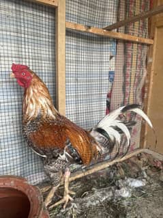Misri hens available for urgent sell