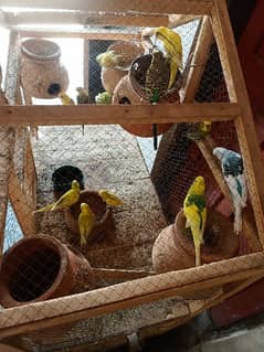 parrots for sale with cage