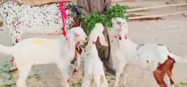 Desi Bakri 3 bacchon ke sath for sale WhatsApp on 03144720143