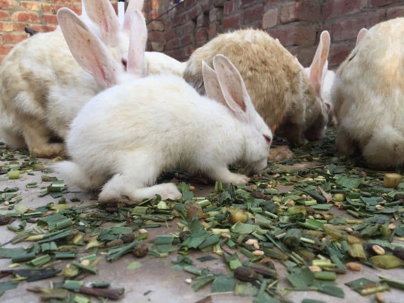 rabbits for sale cheap price 1