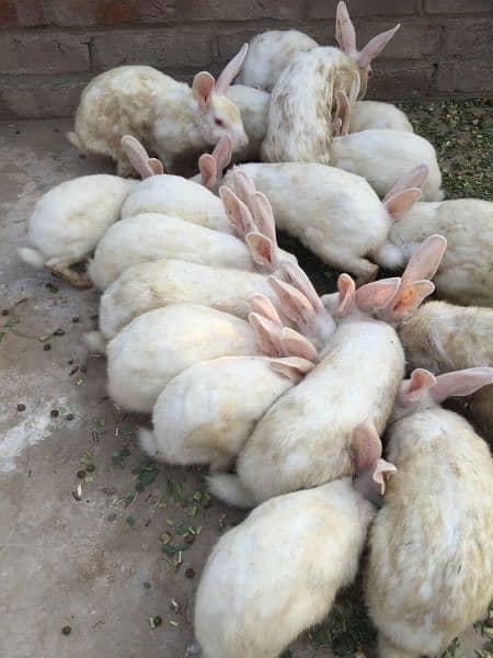 rabbits for sale cheap price 2