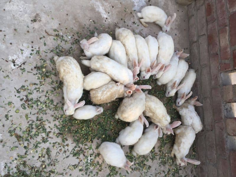 rabbits for sale cheap price 3