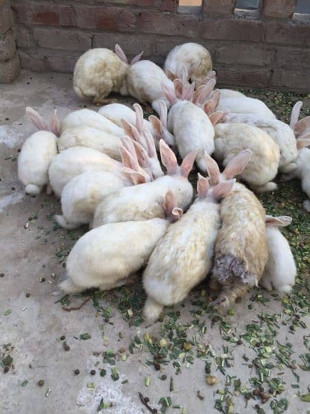 rabbits for sale cheap price 4