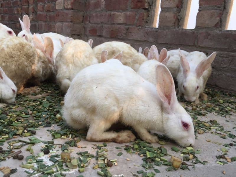 rabbits for sale cheap price 5