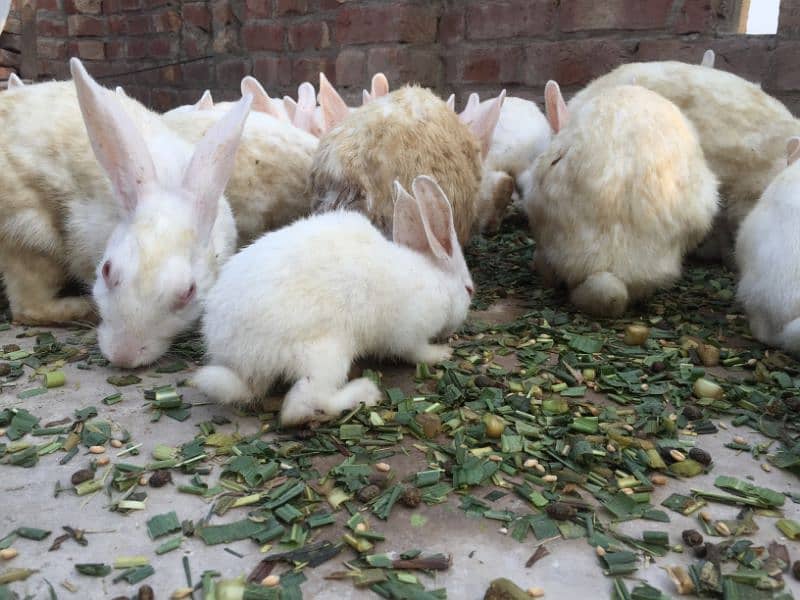 rabbits for sale cheap price 6