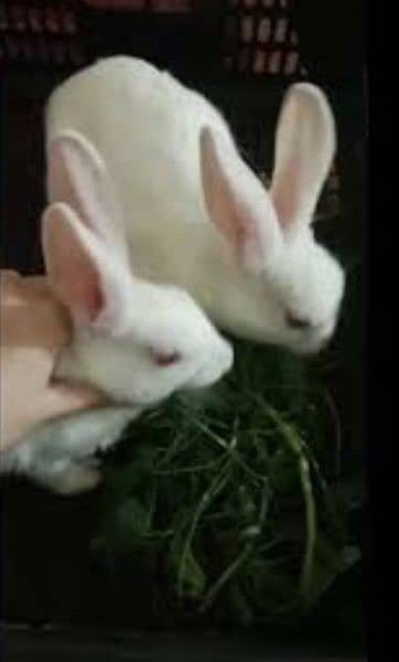 rabbits for sale cheap price 7