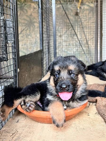 Only one female puppy left GSD 1