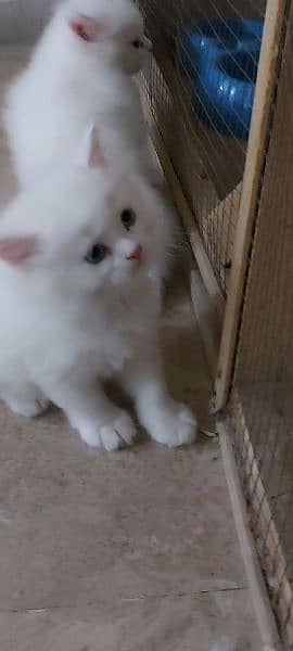 Persian Kittens For Sale 5