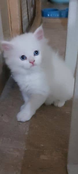 Persian Kittens For Sale 6