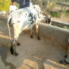 cow for sale. sath bachi hi