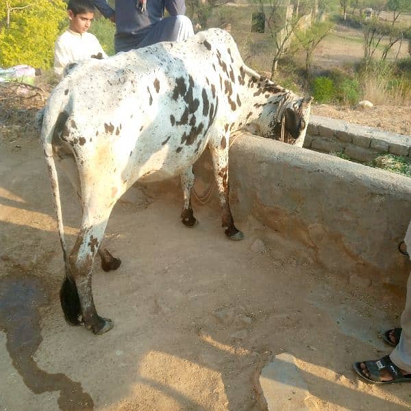 cow for sale. sath bachi hi 0