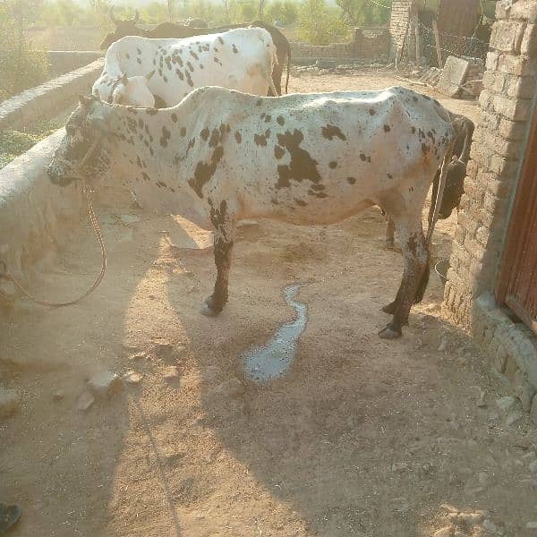 cow for sale. sath bachi hi 1