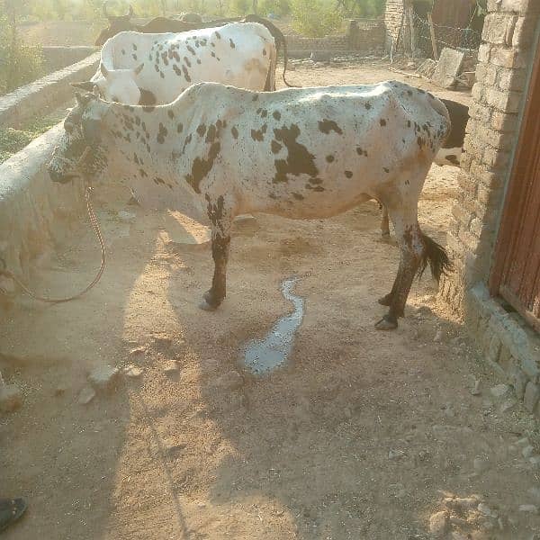 cow for sale. sath bachi hi 2