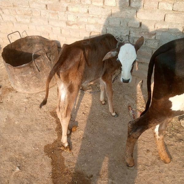 cow for sale. sath bachi hi 3