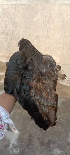 ayam cemani grey toung