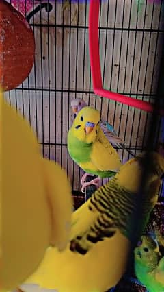 8 peice Australian parrots for sale in reasonable price Rs 2200