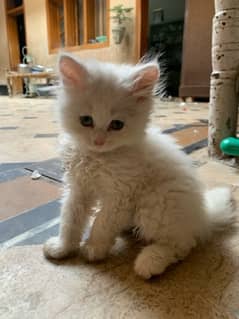 Persian kitten