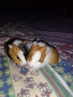 Guinea pigs