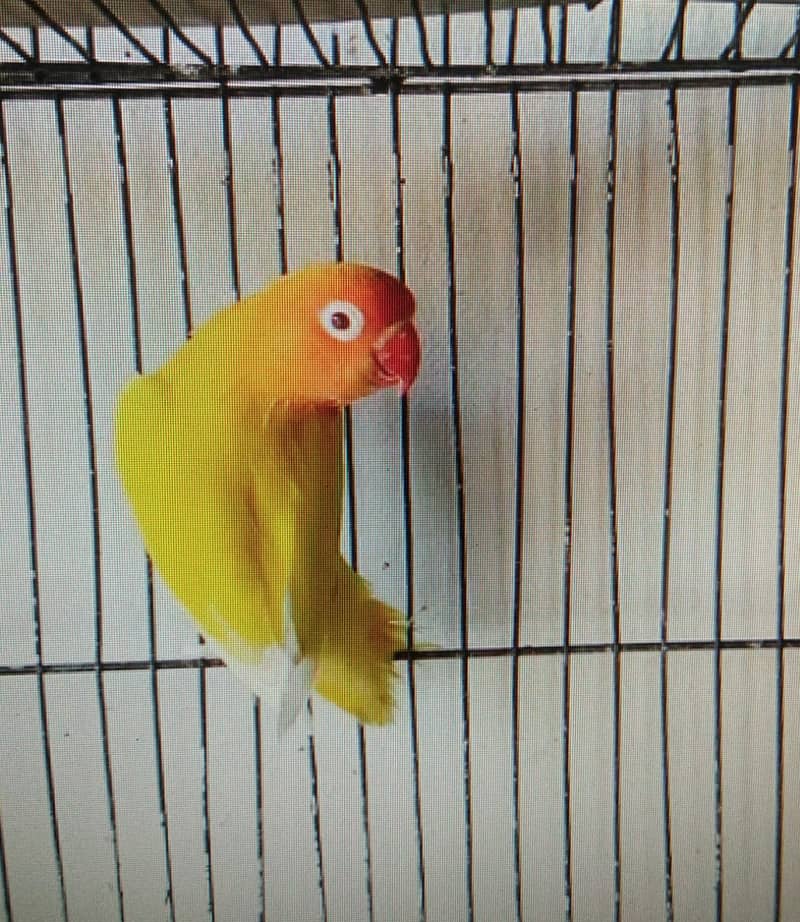 Birds / Parots for sale. 0