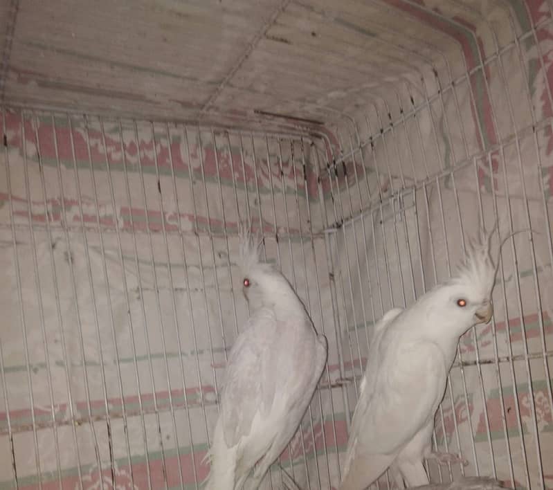 Birds / Parots for sale. 4