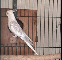 cocktail parrot full barider pair eggs sat mobile number 03230436004