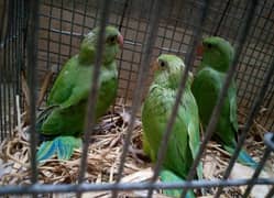 Ringneck parrot for sell 8000 per piece URGENT Sell