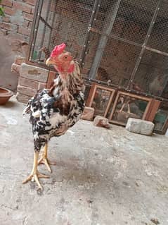 Aseel pair chicks pair and pure desi hens pair