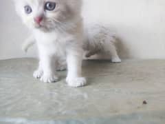 White Persian cat kittens