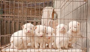 Russian top quality pups, males, females