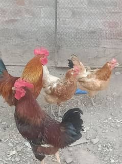 2 cock and 2 hen for sale in reasonable priceq