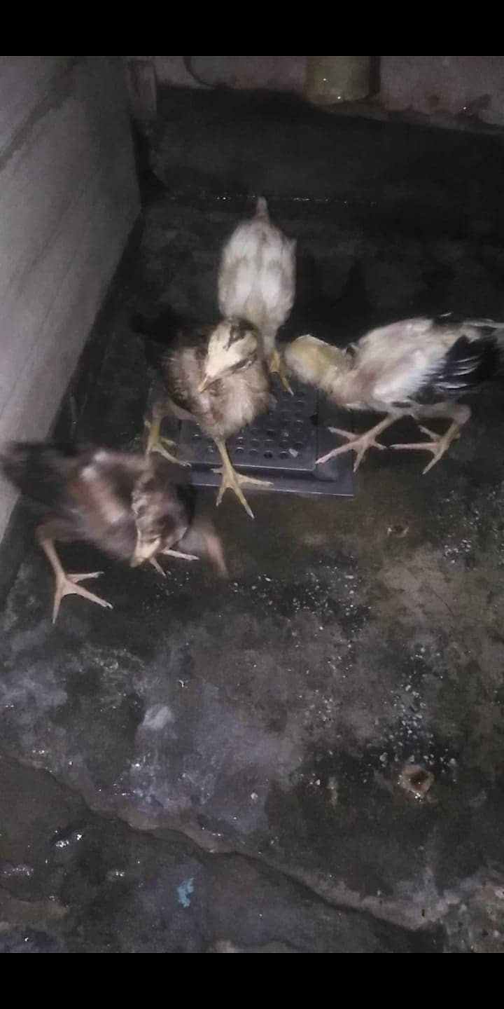 01 Month Aseal Chicks 03237977926 1