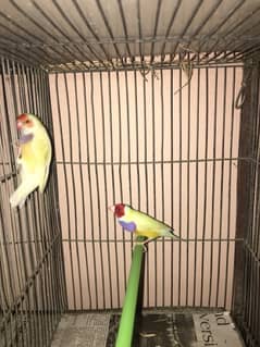 (NO OLX CHAT) lutino Lady Gouldian