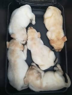Labrador pups for sal