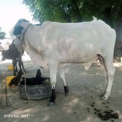 Koat Fateh Khan bull for sale.