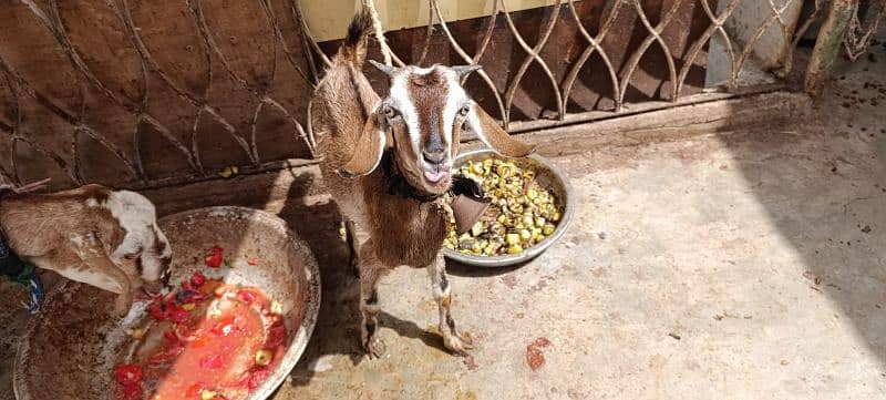Taapri Goat with Two Male Kids 1