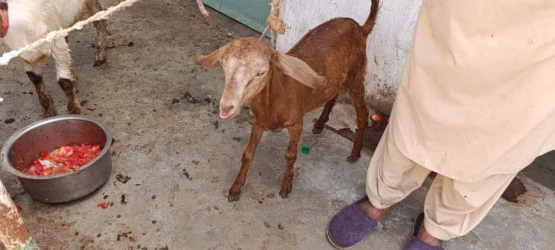 Taapri Goat with Two Male Kids 2