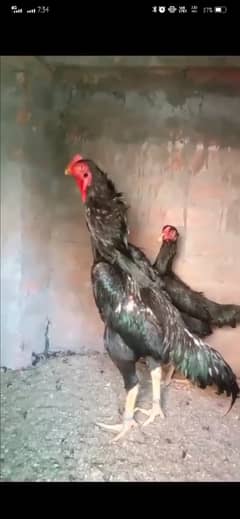 black king aseel shamo chiks| chicks | japnese shamoo | pure aseel hen