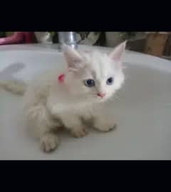 pure imported Persian kitten, triple coated, semi punch face,