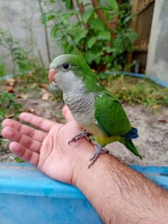 Hand tame monk parakeet | sun conure | cocktail bird