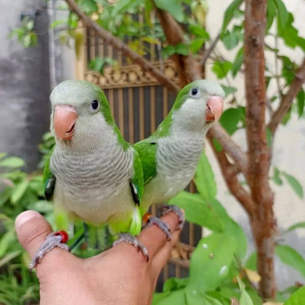 Hand tame monk parakeet | sun conure | cocktail bird 1