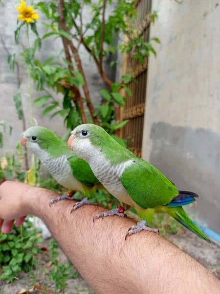 Hand tame monk parakeet | sun conure | cocktail bird 2